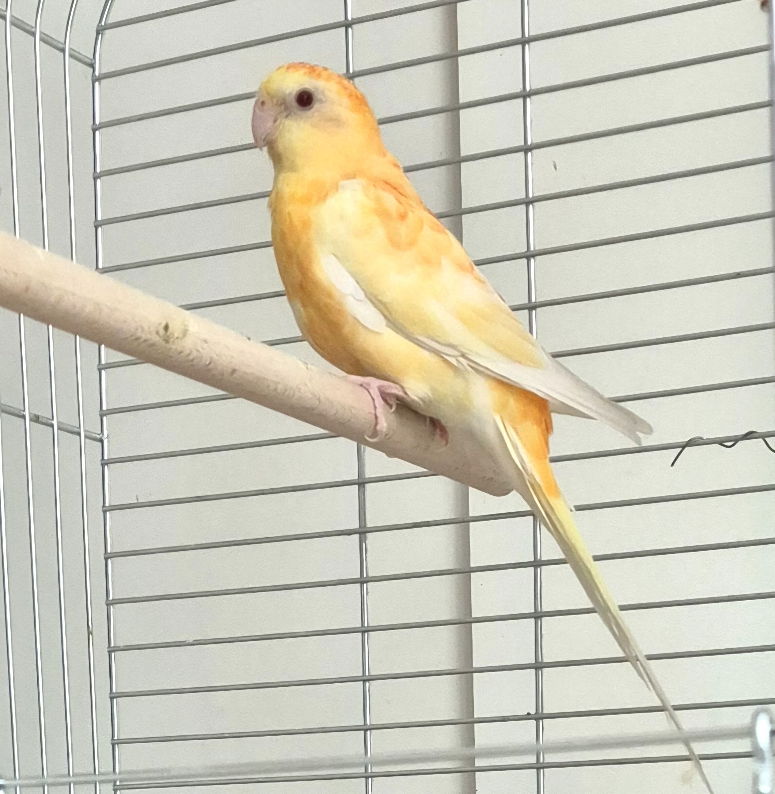 Lillifee